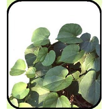 Manufacturers Exporters and Wholesale Suppliers of Giloy (Tinospora Cordfolic) New Delhi Delhi